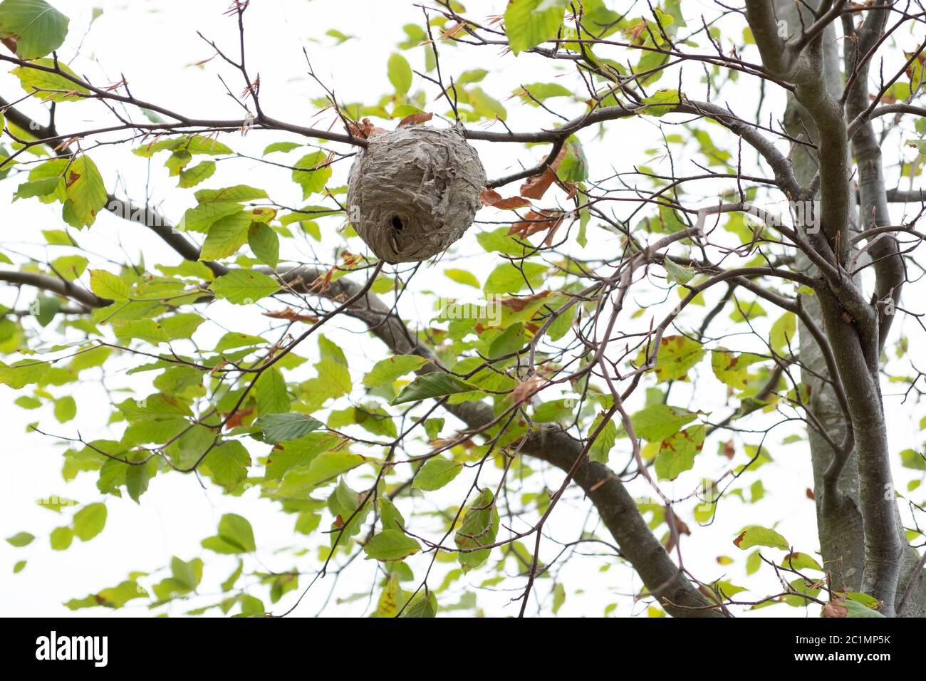 a large wasp nest hidden in the tree Stock Photo