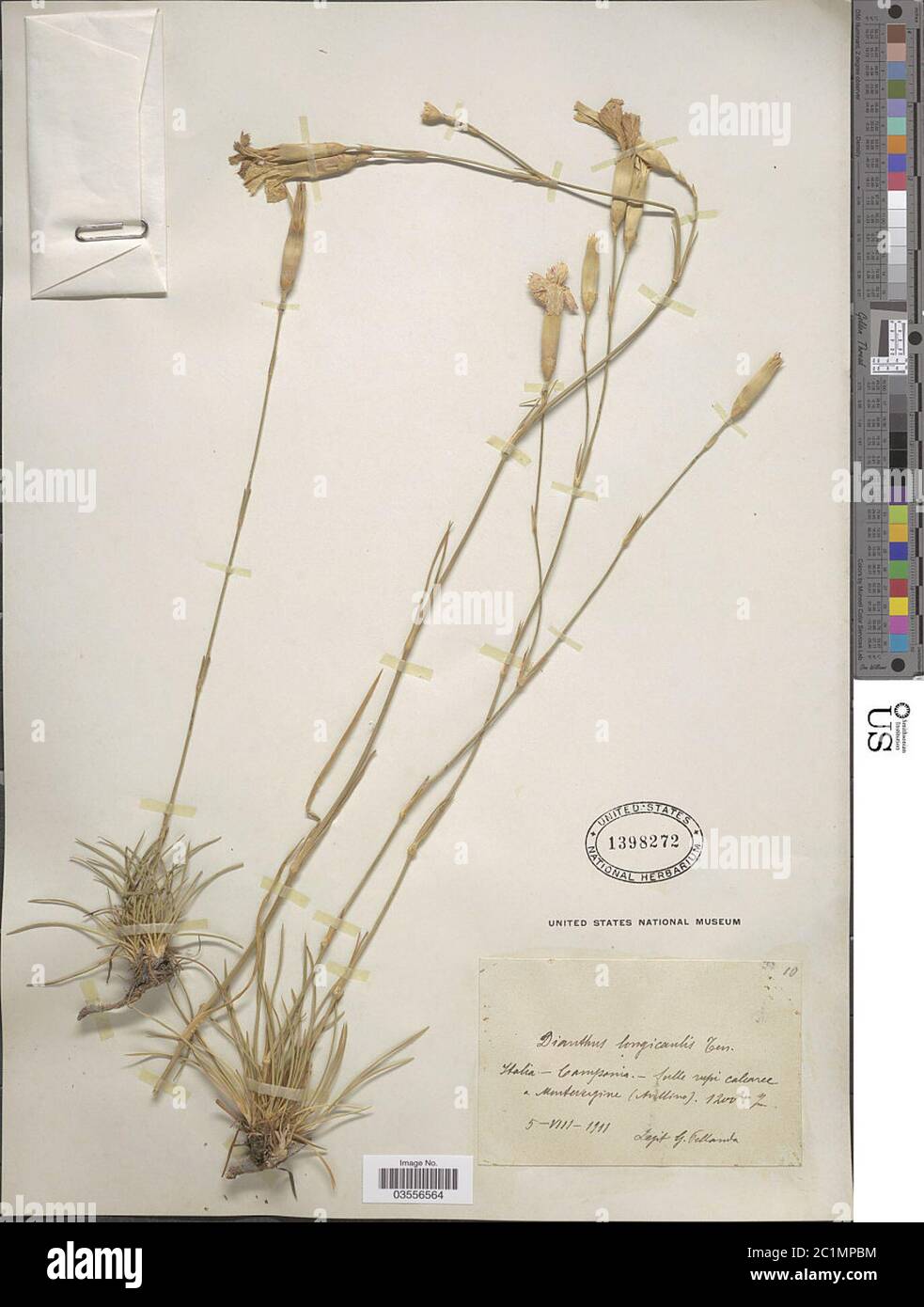 Dianthus longicaulis Ten Dianthus longicaulis Ten. Stock Photo