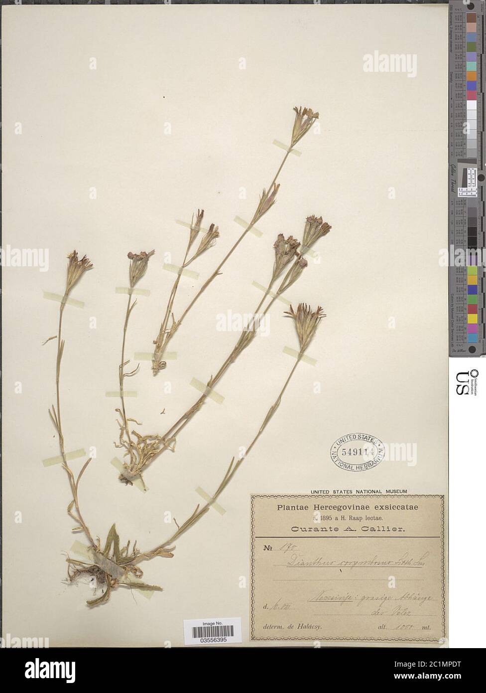 Dianthus corymbosus Sm Dianthus corymbosus Sm. Stock Photo
