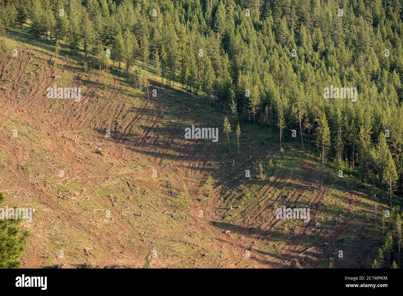 Logged forest on Hancock Timber Resource Group land in Wallowa County, Oregon. Stock Photo