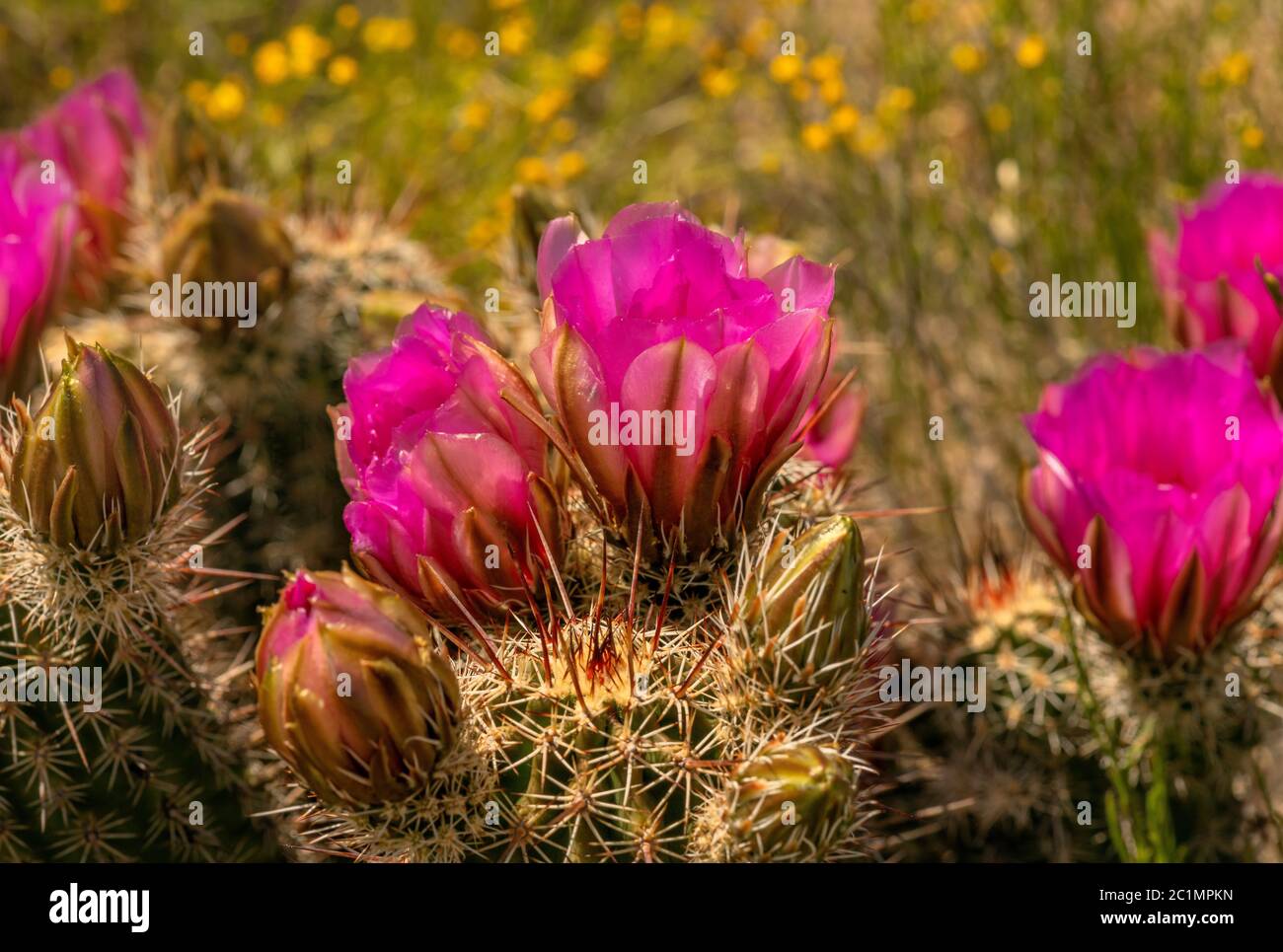 Hedgehog cactus bloom in April in the foothills of the Santa Catalina Mountains, Coronado National Forest, Sonoran Desert, Catalina, Arizona, USA. Stock Photo