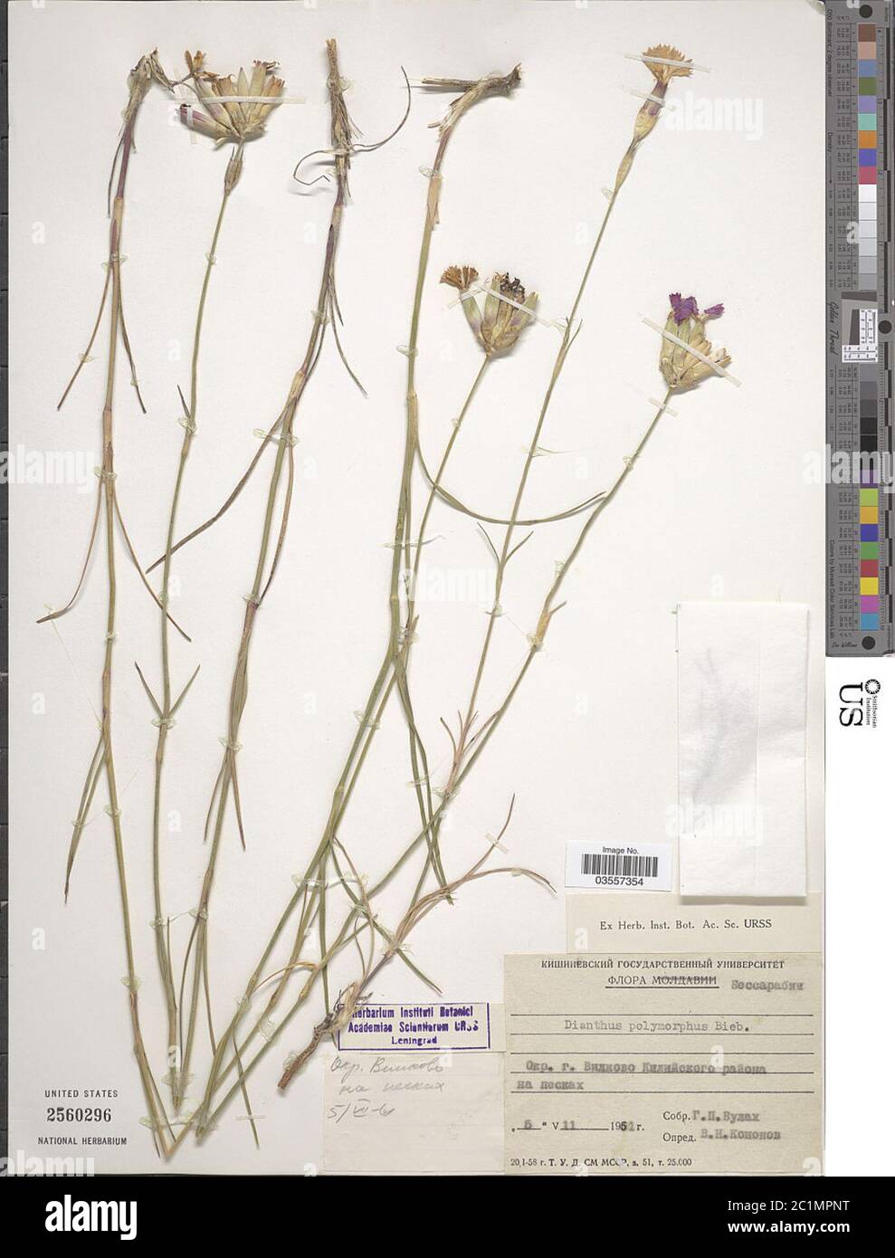 Dianthus polymorphus M Bieb Dianthus polymorphus M Bieb. Stock Photo