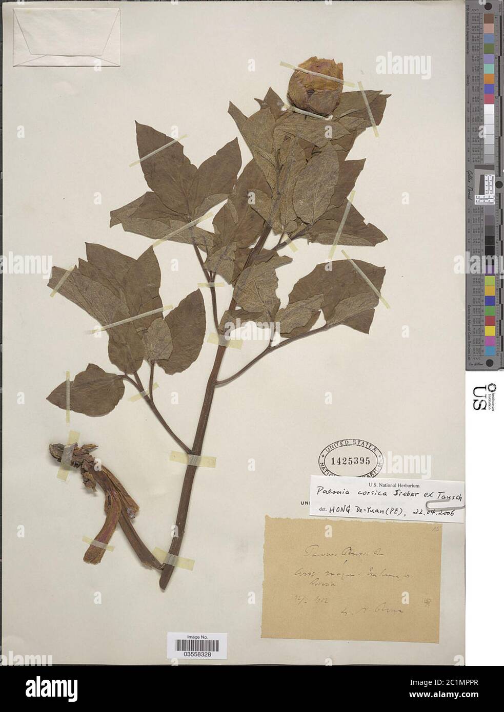 Paeonia corsica Sieber ex Tausch Paeonia corsica Sieber ex Tausch. Stock Photo