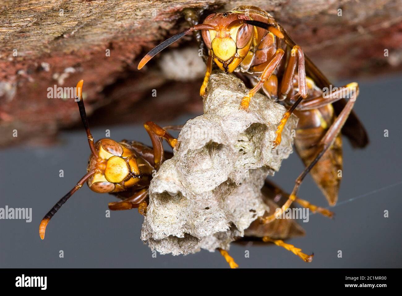 Wasps on hive Stock Photo