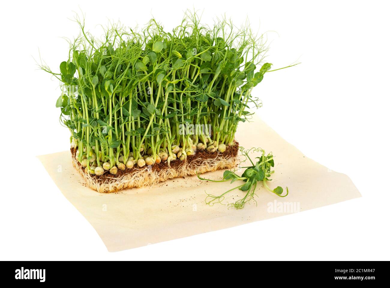 Fresh mpea microgreen sprouts on craft paper isolated on white. Healthy meal Stock Photo