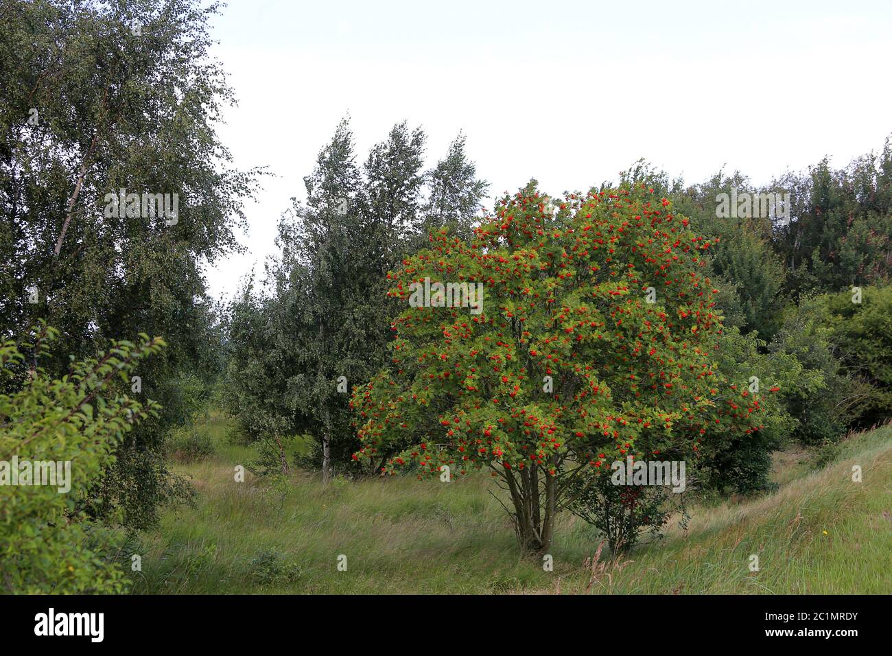 Fruitful Bird berry or Mountain ash sorbus aucuparia on the Zingst Peninsula Stock Photo