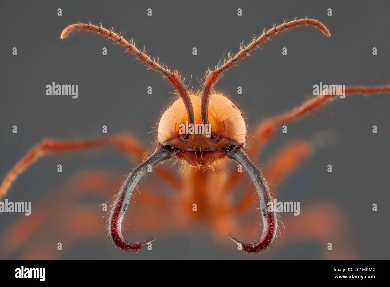 Ant portrait with long jaw in grey background Stock Photo
