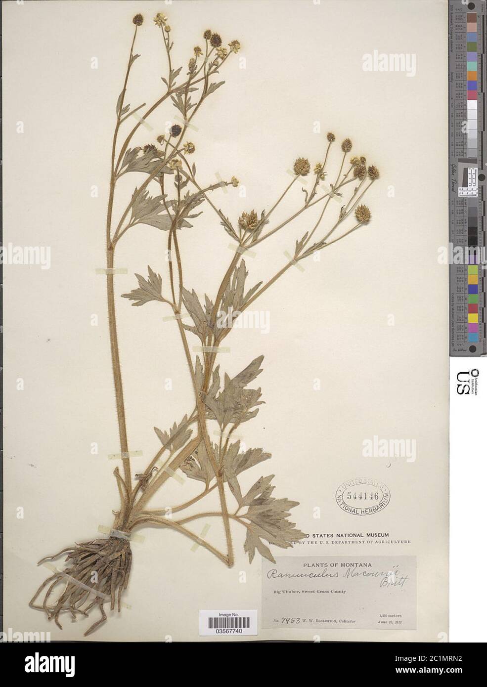 Ranunculus macounii Britton Ranunculus macounii Britton. Stock Photo
