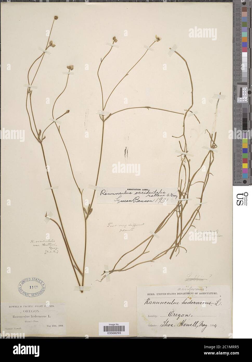 Ranunculus occidentalis var rattanii A Gray Ranunculus occidentalis var rattanii A Gray. Stock Photo