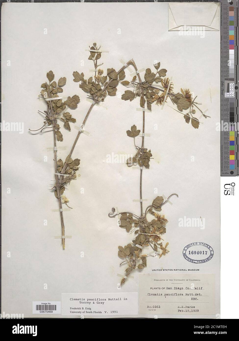 Clematis pauciflora Nutt ex Torr A Gray Clematis pauciflora Nutt ex Torr A Gray. Stock Photo