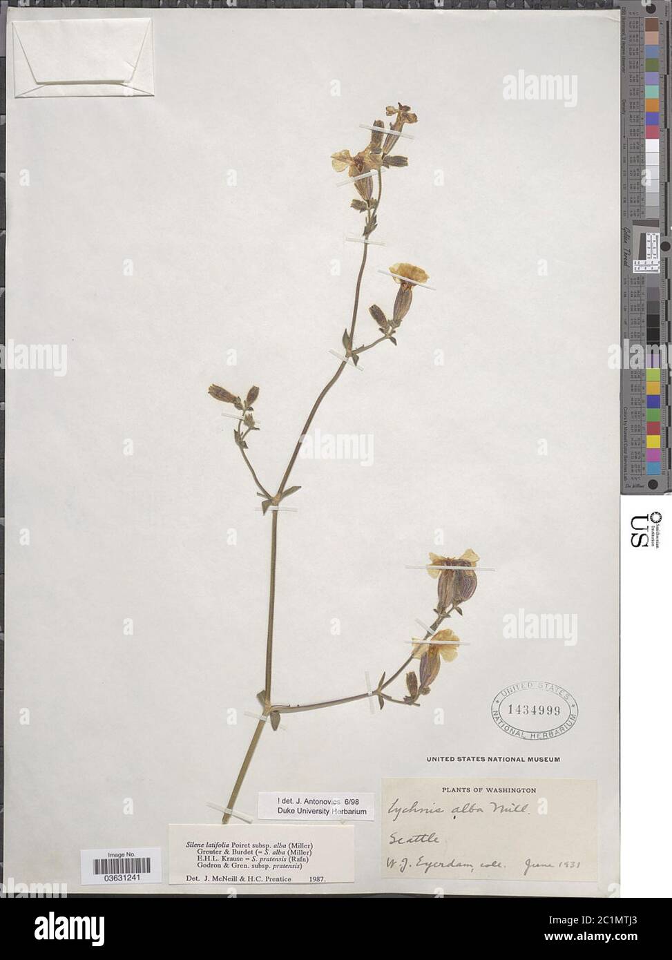 Silene latifolia Poir Silene latifolia Poir. Stock Photo
