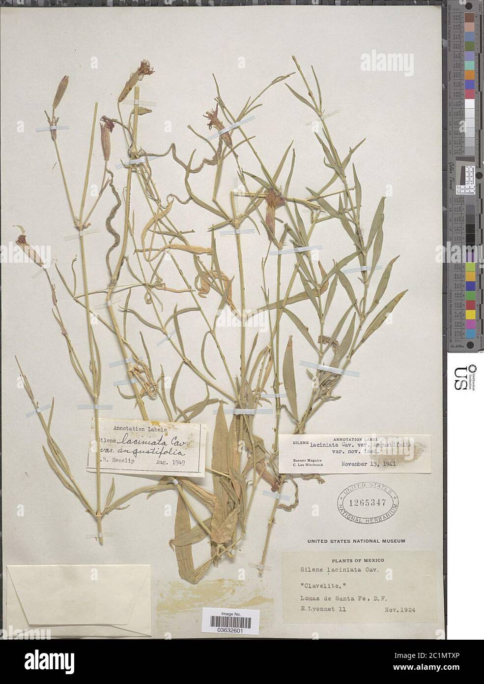 Silene laciniata var angustifolia CL Hitchc Maguire Silene laciniata var angustifolia CL Hitchc Maguire. Stock Photo