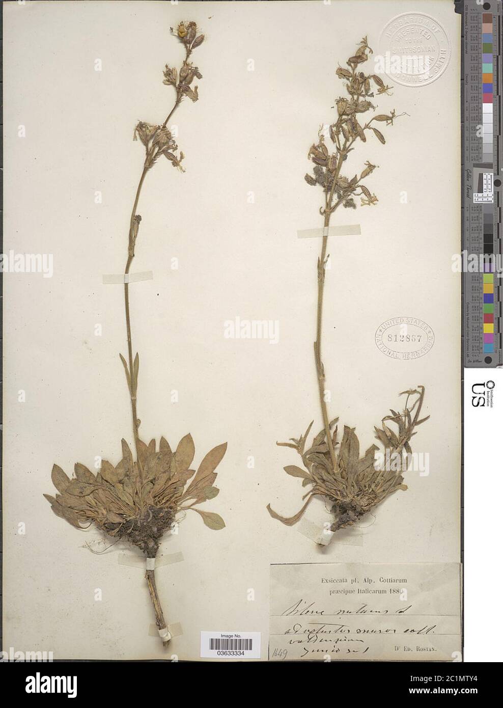 Silene nutans L Silene nutans L. Stock Photo