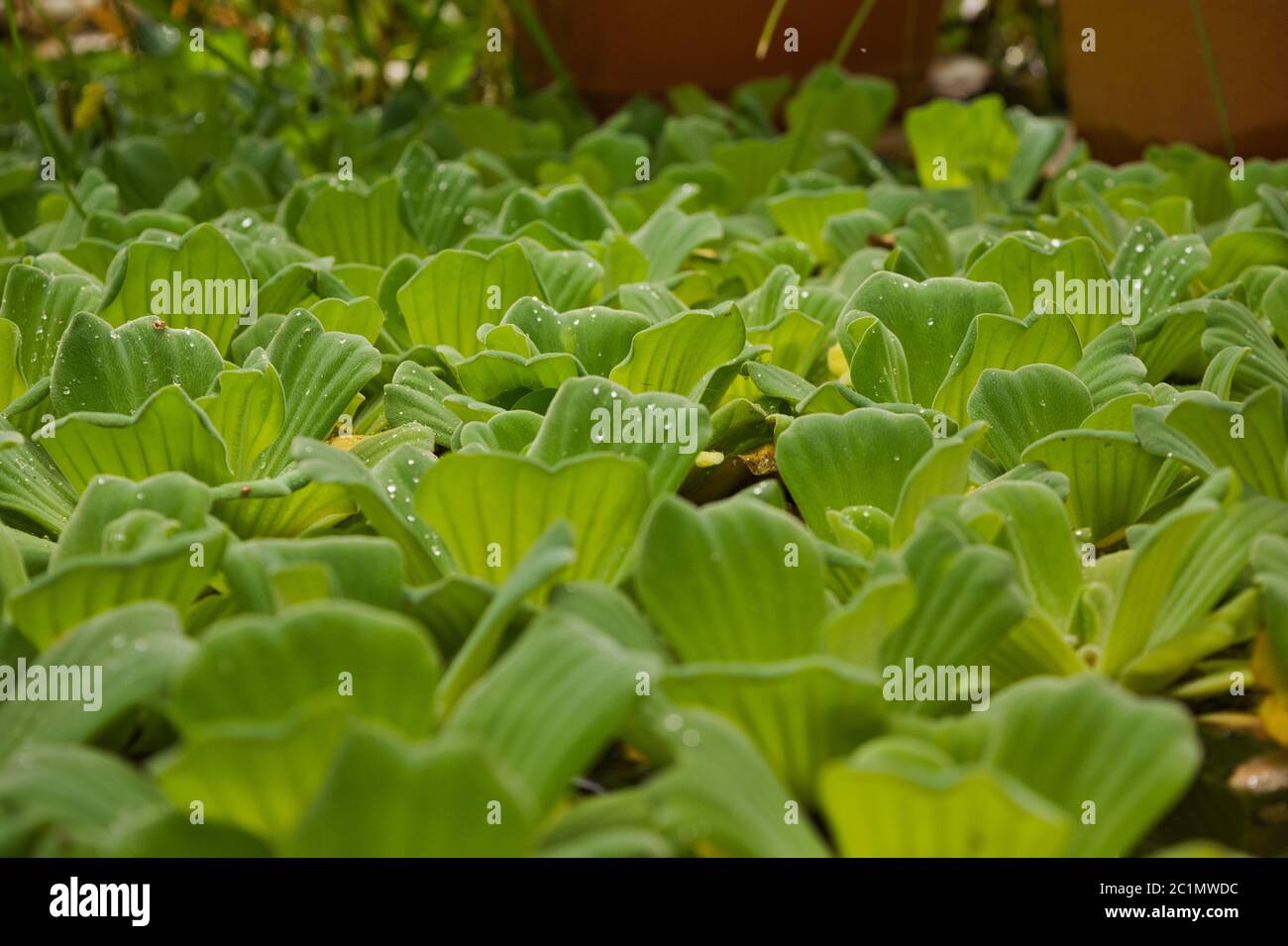 Nature background of succulent plants Stock Photo