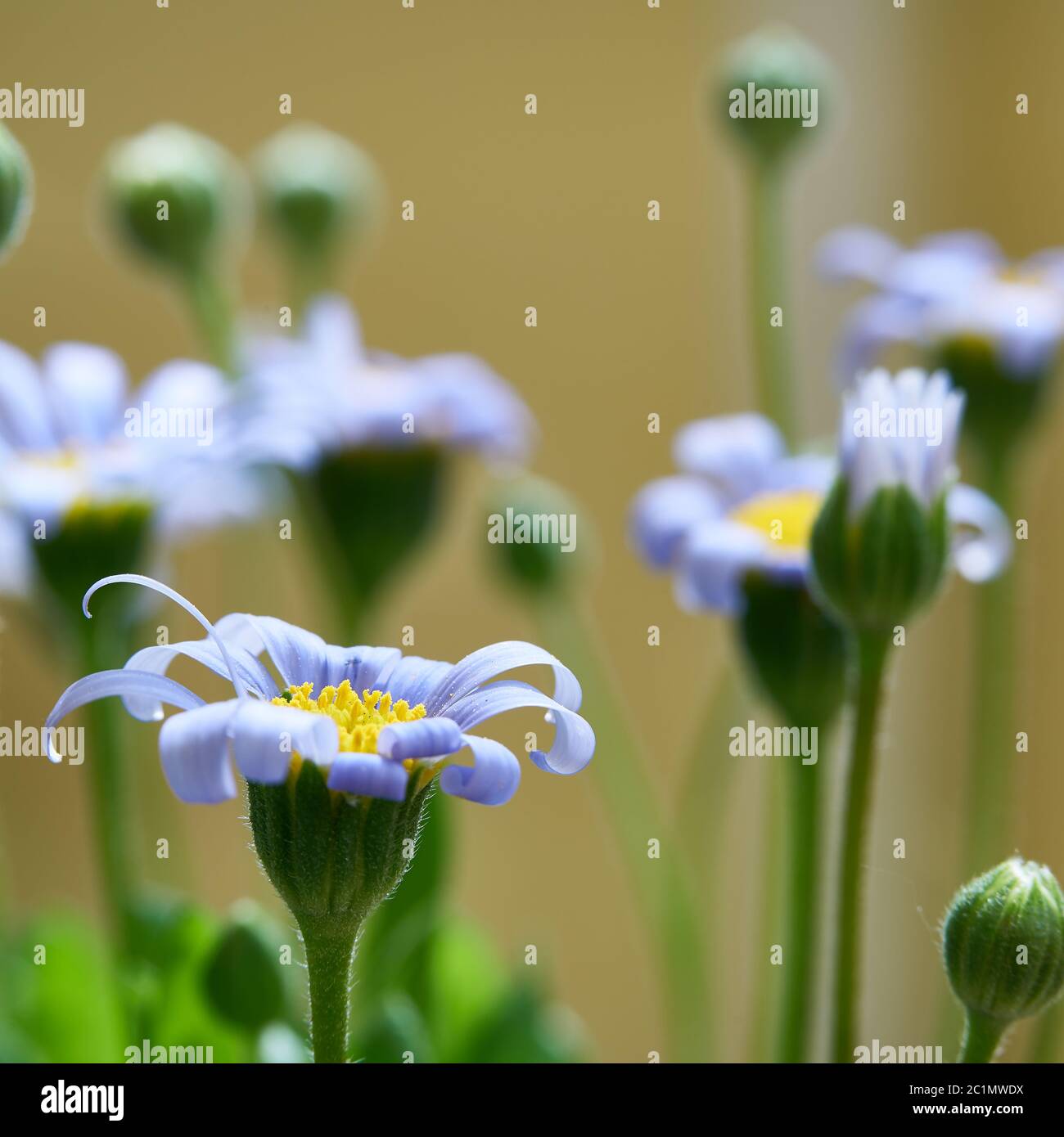 blue daisies in summer in a garden Stock Photo