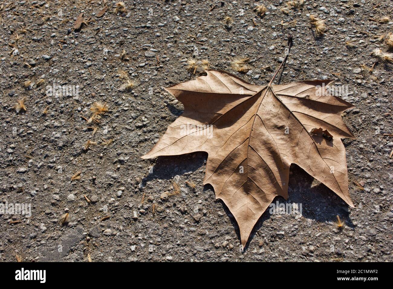 Close up leaf hi-res stock photography and images - Alamy