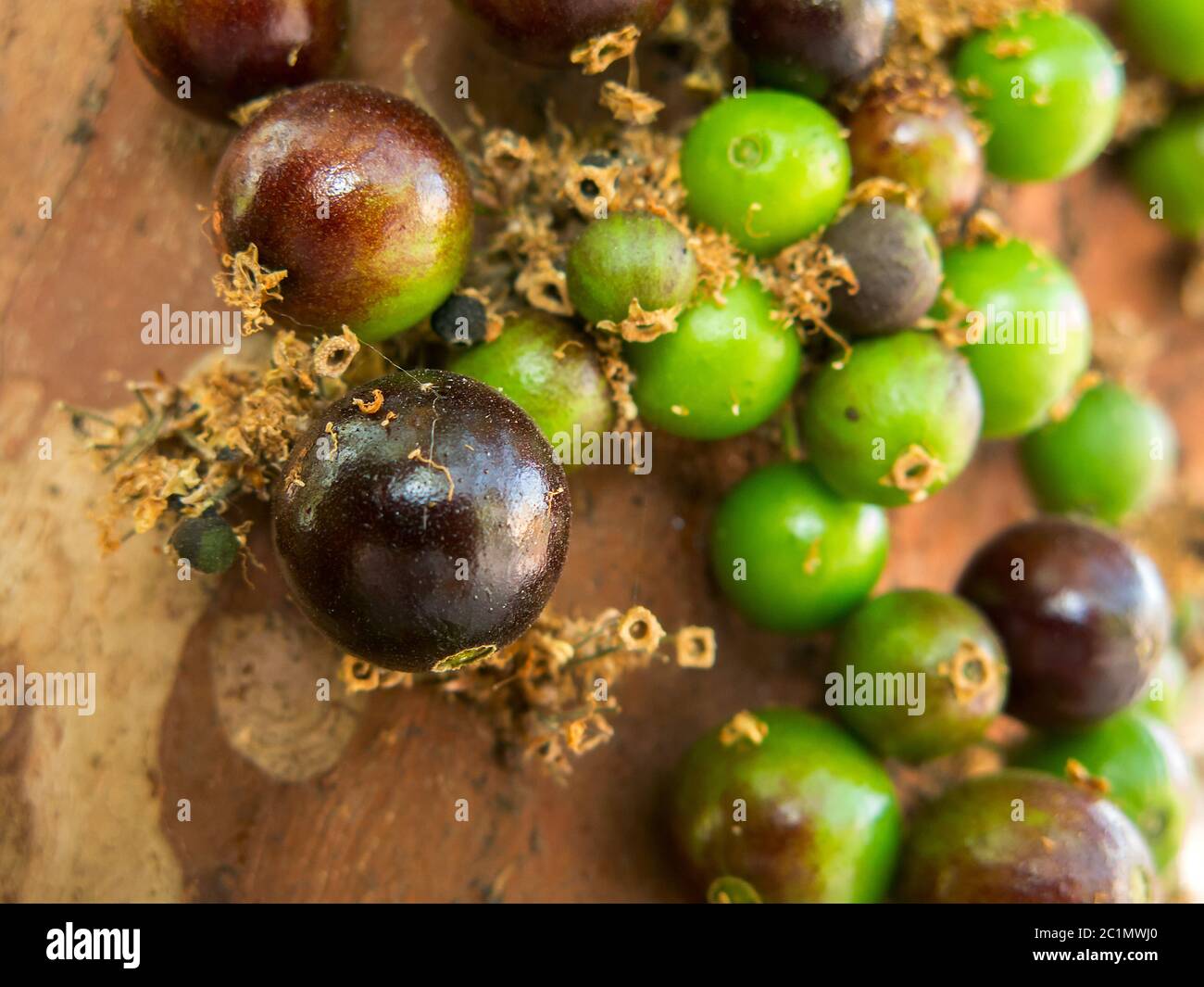 Jaboticaba brazilian tree with a lot of green fruits on trunk Stock Photo