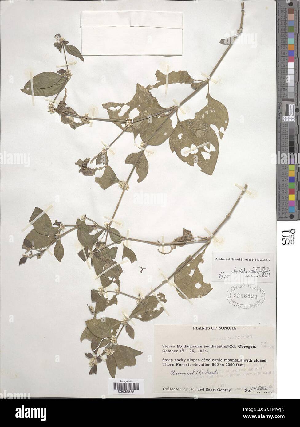 Alternanthera stellata Uline WL Bray Alternanthera stellata Uline WL Bray. Stock Photo