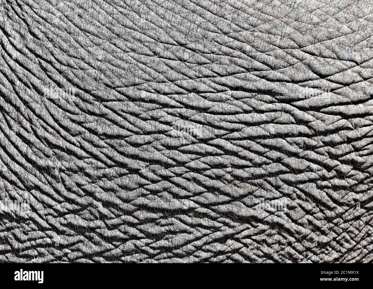 Elephant skin close up hi-res stock photography and images - Alamy