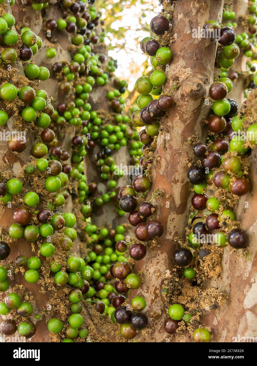 Jaboticaba brazilian tree with a lot of green fruits on trunk Stock Photo