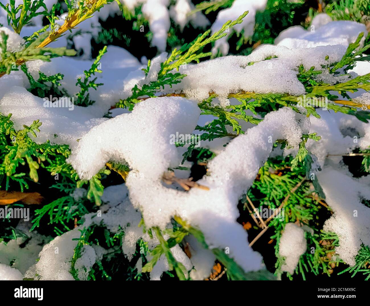 Taxus baccata (also known as common yew, English yew or European yew) covered with snow - Choczewo, Pomerania, Poland Stock Photo