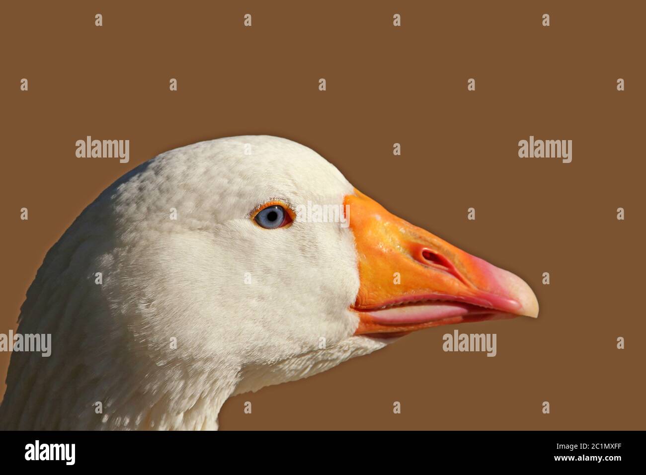Head Study Diepholzer Goose Stock Photo