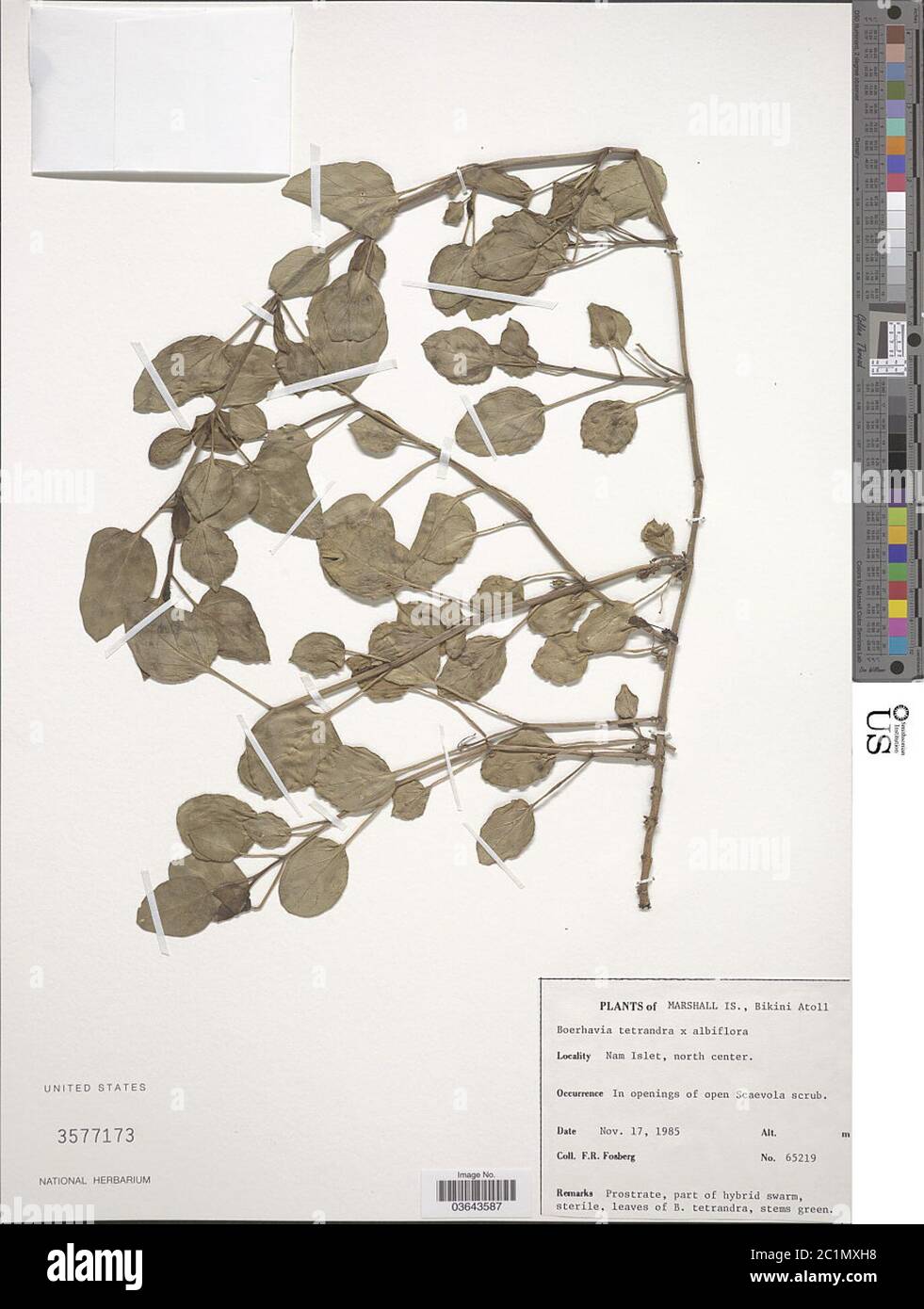 Boerhavia albiflora Fosberg x B tetrandra G Forst Boerhavia albiflora Fosberg x B tetrandra G Forst. Stock Photo