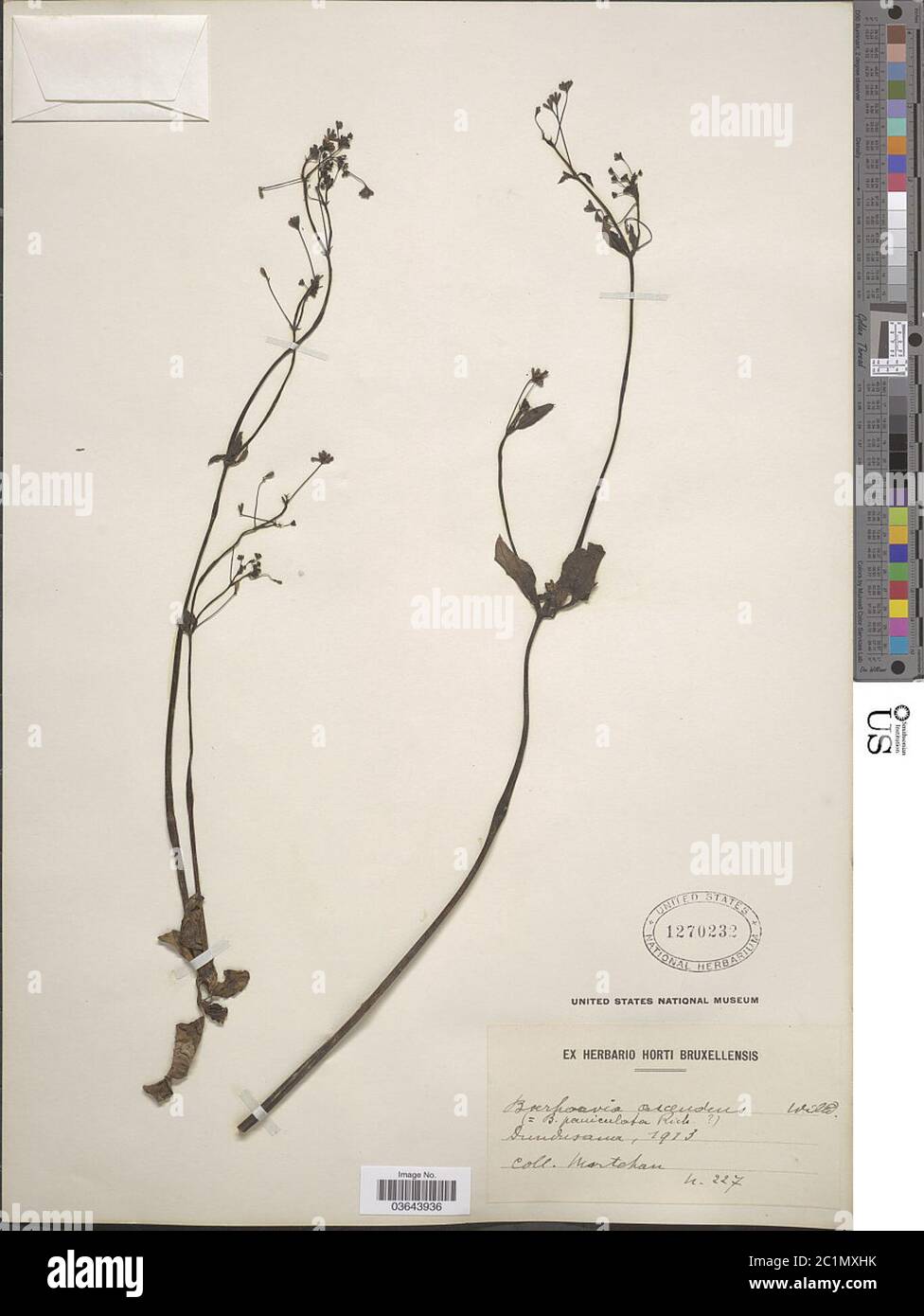 Boerhavia adscendens Willd Boerhavia adscendens Willd. Stock Photo