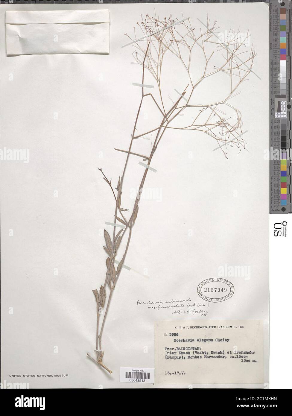 Boerhavia rubicunda var fasciculata Boerhavia rubicunda var fasciculata. Stock Photo