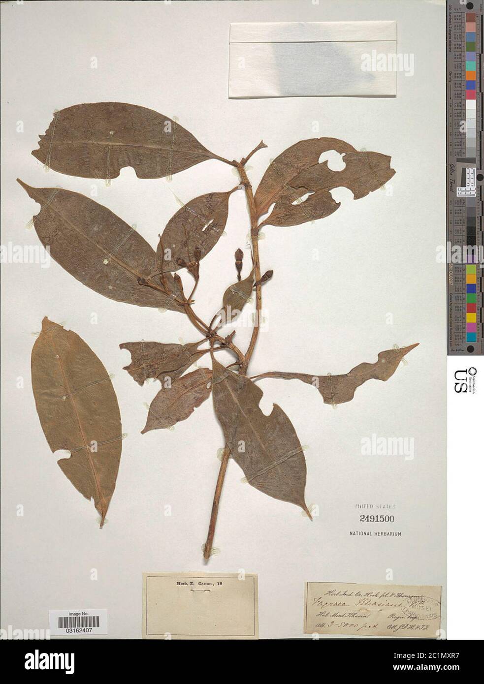 Fagraea khasiana Benth Fagraea khasiana Benth. Stock Photo