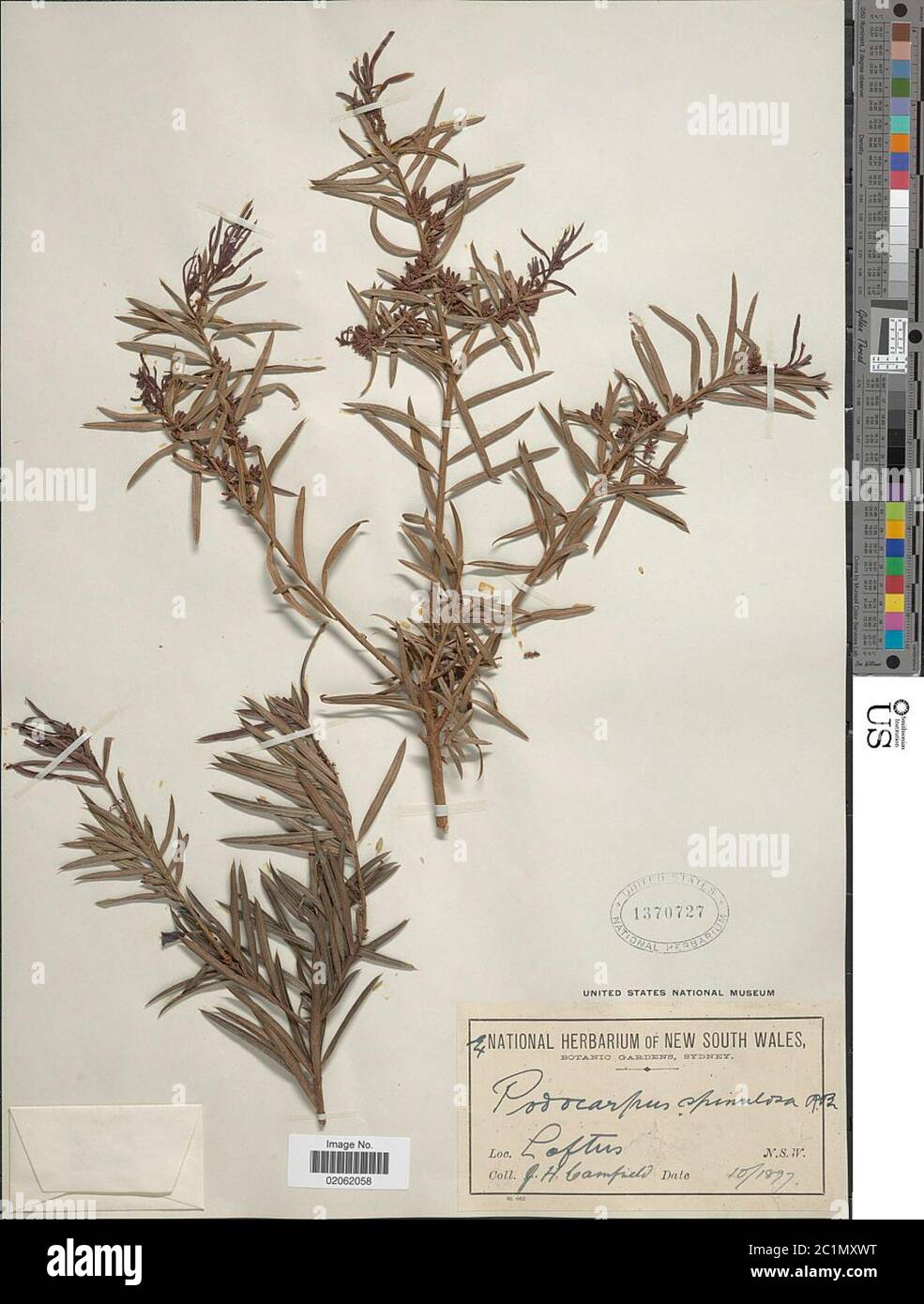 Podocarpus spinulosus Sm Aiton ex Mirbel Podocarpus spinulosus Sm Aiton ex Mirbel. Stock Photo