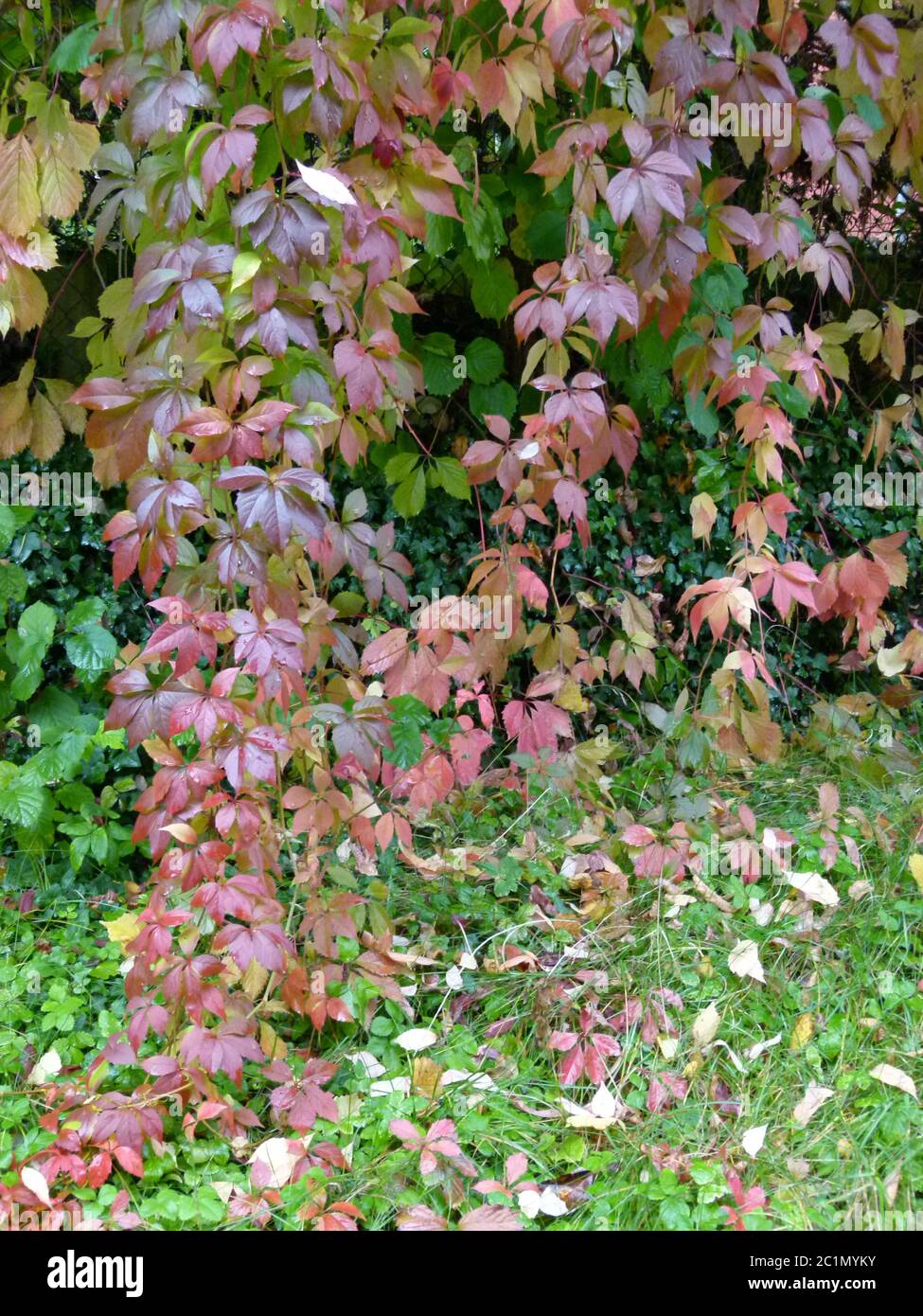 Reddish discolored ivy leaves overgrow the garden Stock Photo