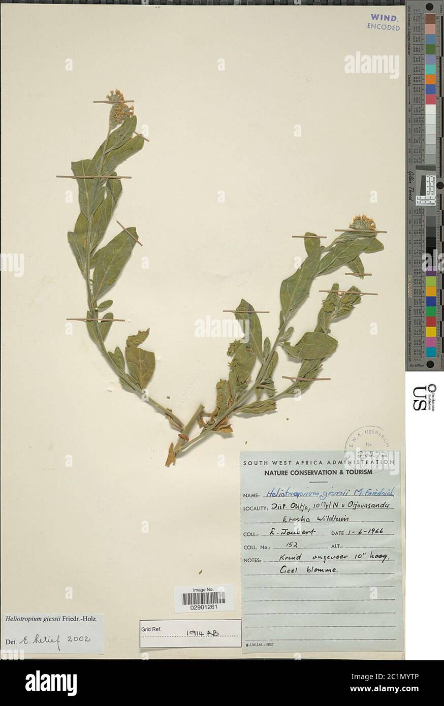 Heliotropium giessii Friedrich Heliotropium giessii Friedrich. Stock Photo