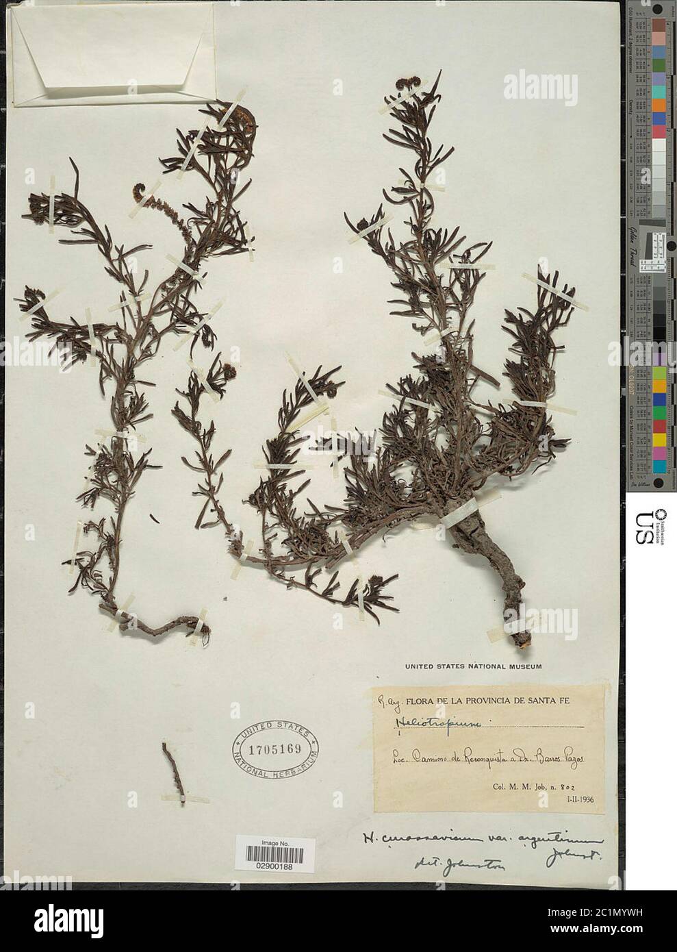 Heliotropium curassavicum var argentinum IM Johnst Heliotropium curassavicum var argentinum IM Johnst. Stock Photo