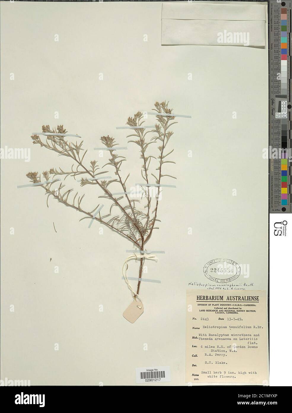 Heliotropium cunninghamii Benth Heliotropium cunninghamii Benth. Stock Photo