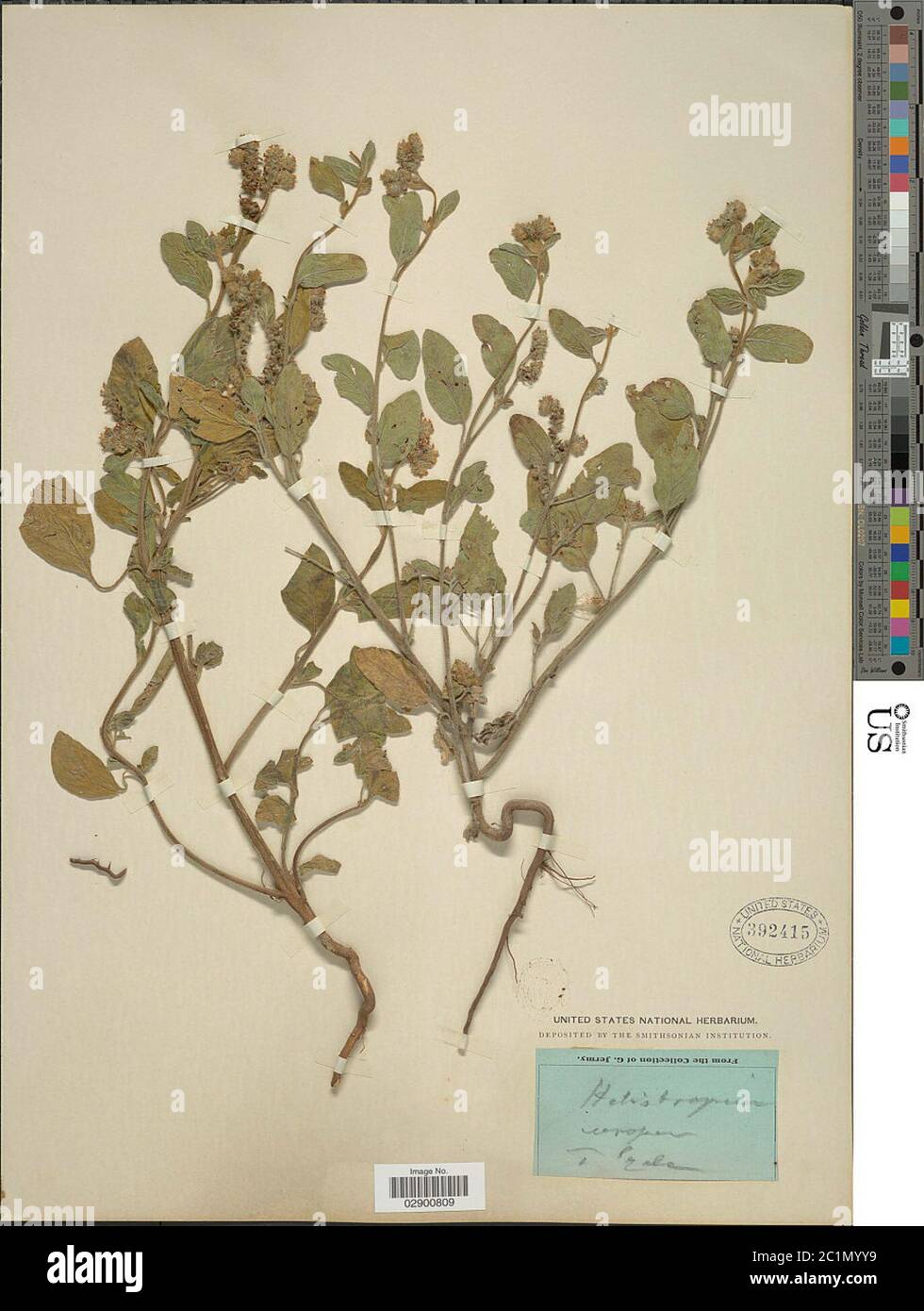 Heliotropium europaeum L Heliotropium europaeum L. Stock Photo