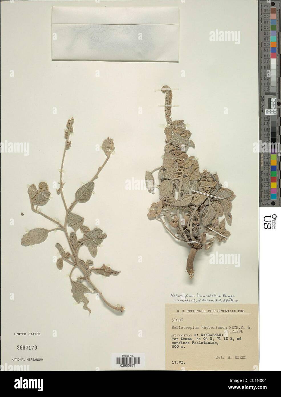 Heliotropium biannulatum Bunge Heliotropium biannulatum Bunge. Stock Photo
