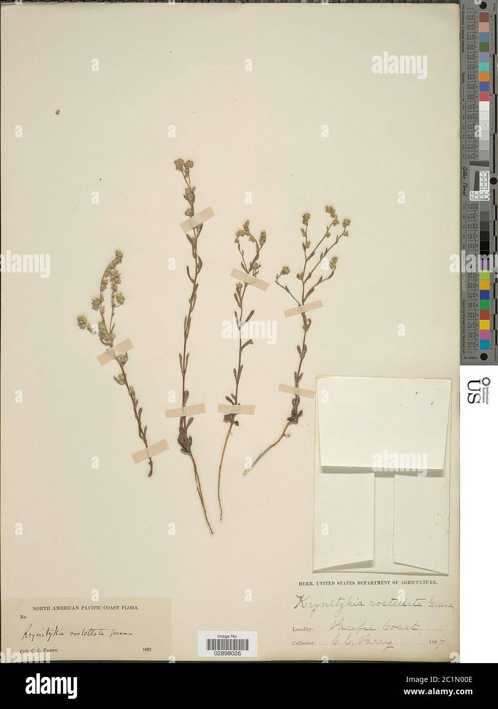 Rostellata hi-res stock photography and images - Alamy