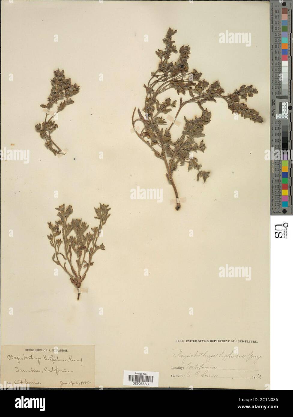 Plagiobothrys hispida A Gray Plagiobothrys hispida A Gray. Stock Photo