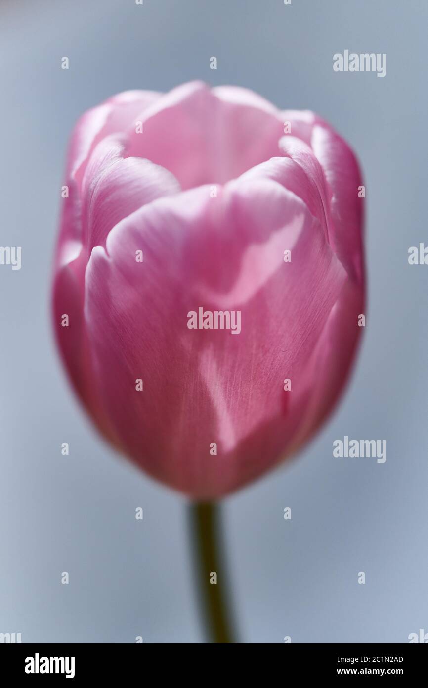 Pink tulip flower portrait Stock Photo