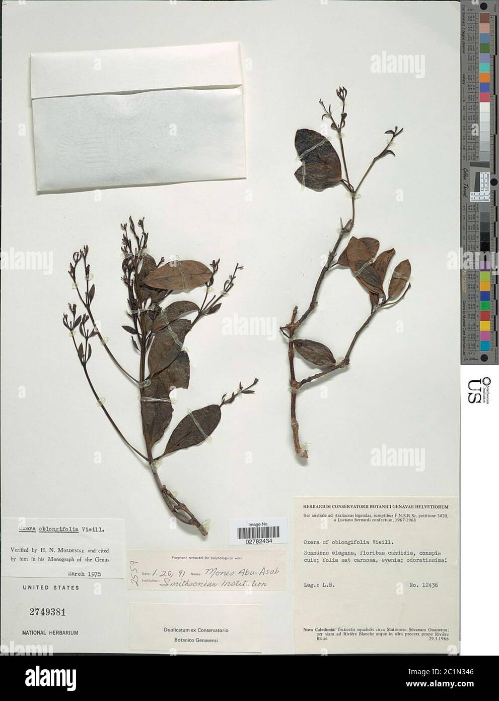 Oxera oblongifolia Vieill Oxera oblongifolia Vieill. Stock Photo