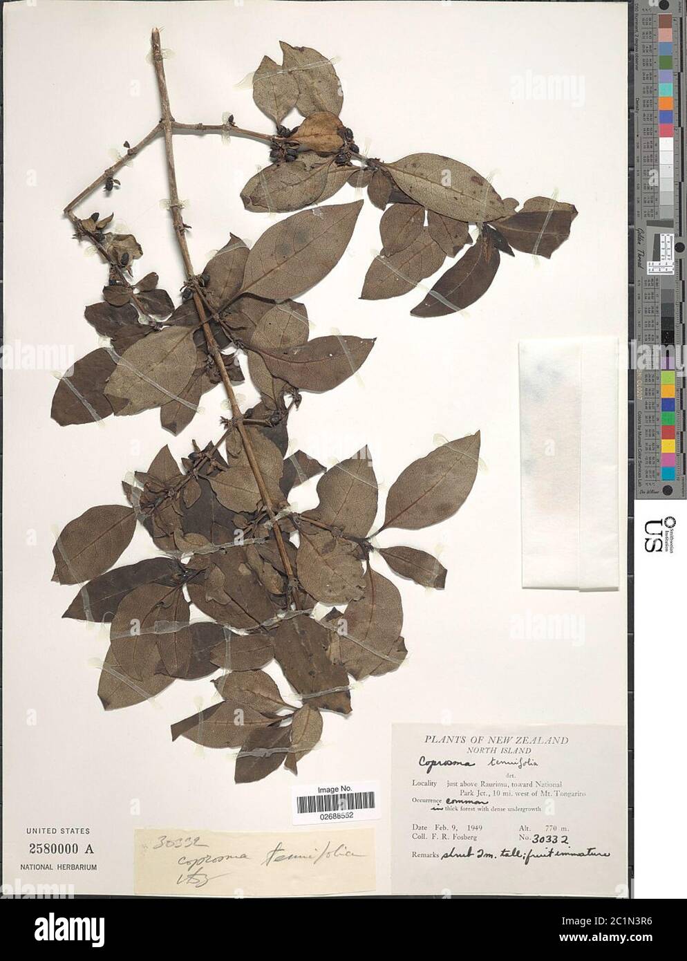 Coprosma tenuifolia Cheeseman Coprosma tenuifolia Cheeseman. Stock Photo