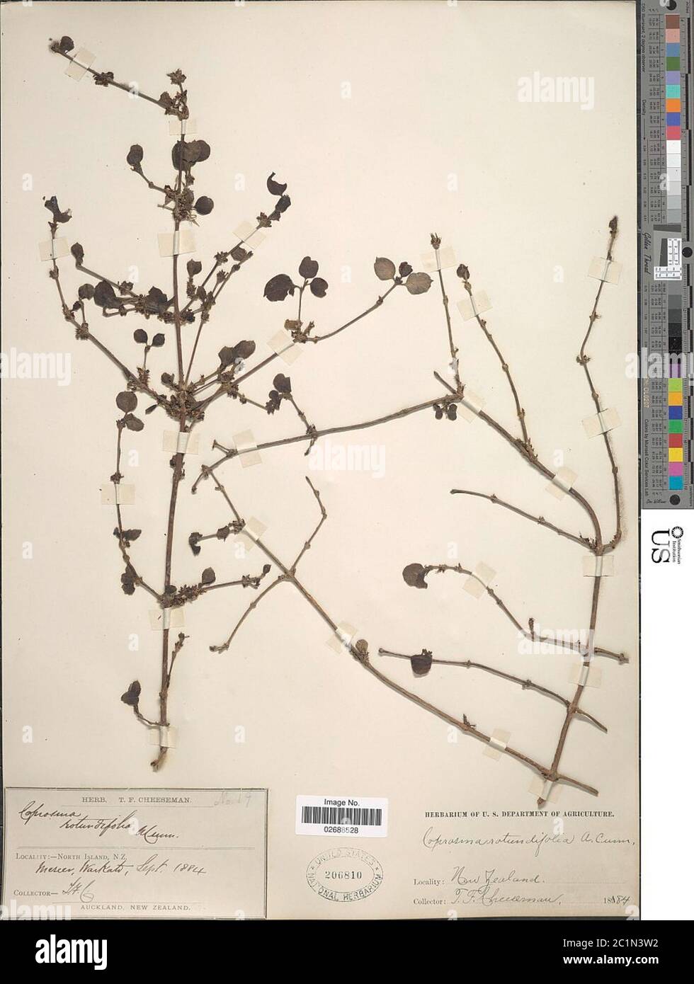 Coprosma rotundifolia Coprosma rotundifolia. Stock Photo