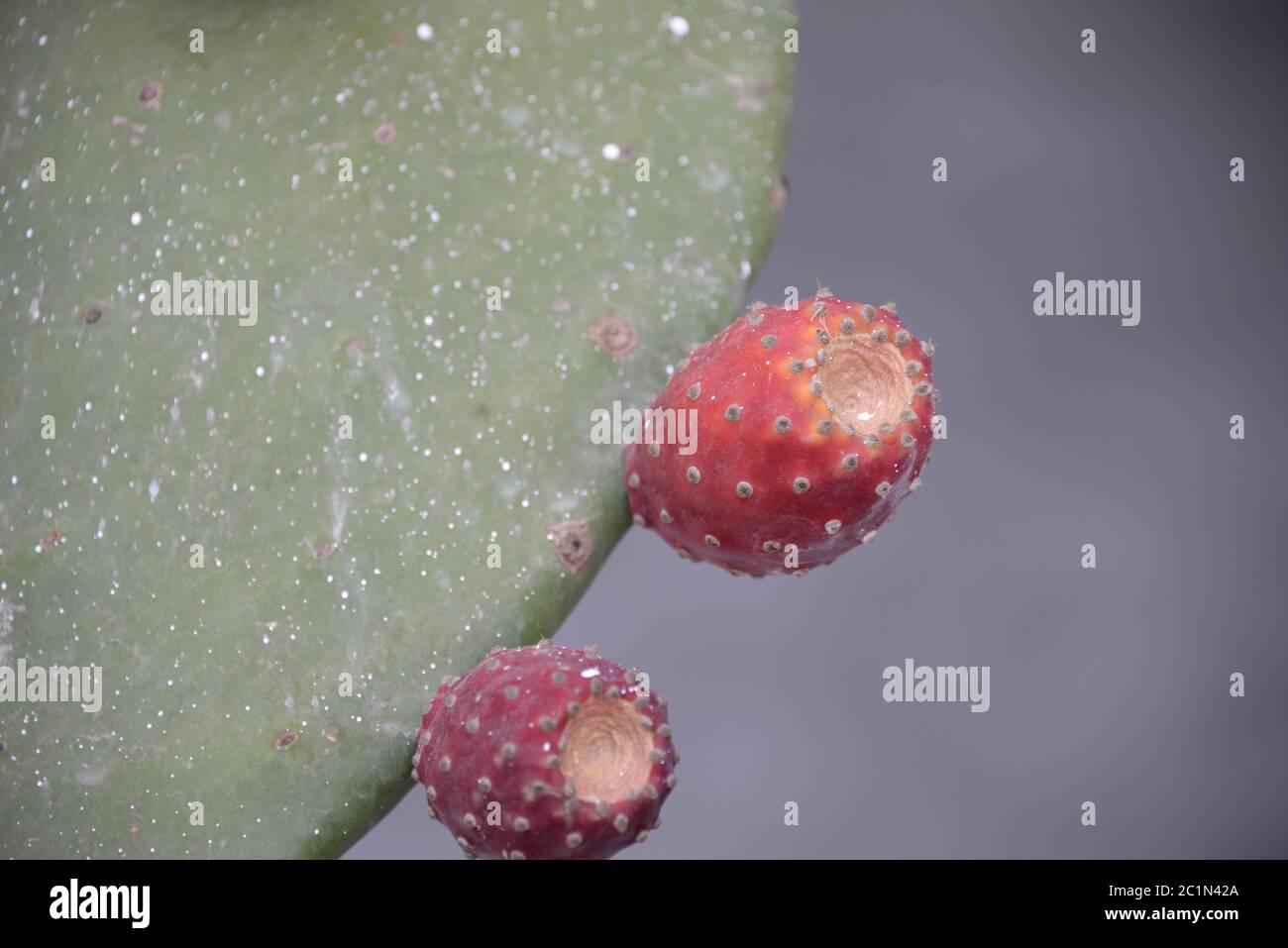 Prickly pear with fruits on the Balearic island Mallorca, Spain Stock Photo