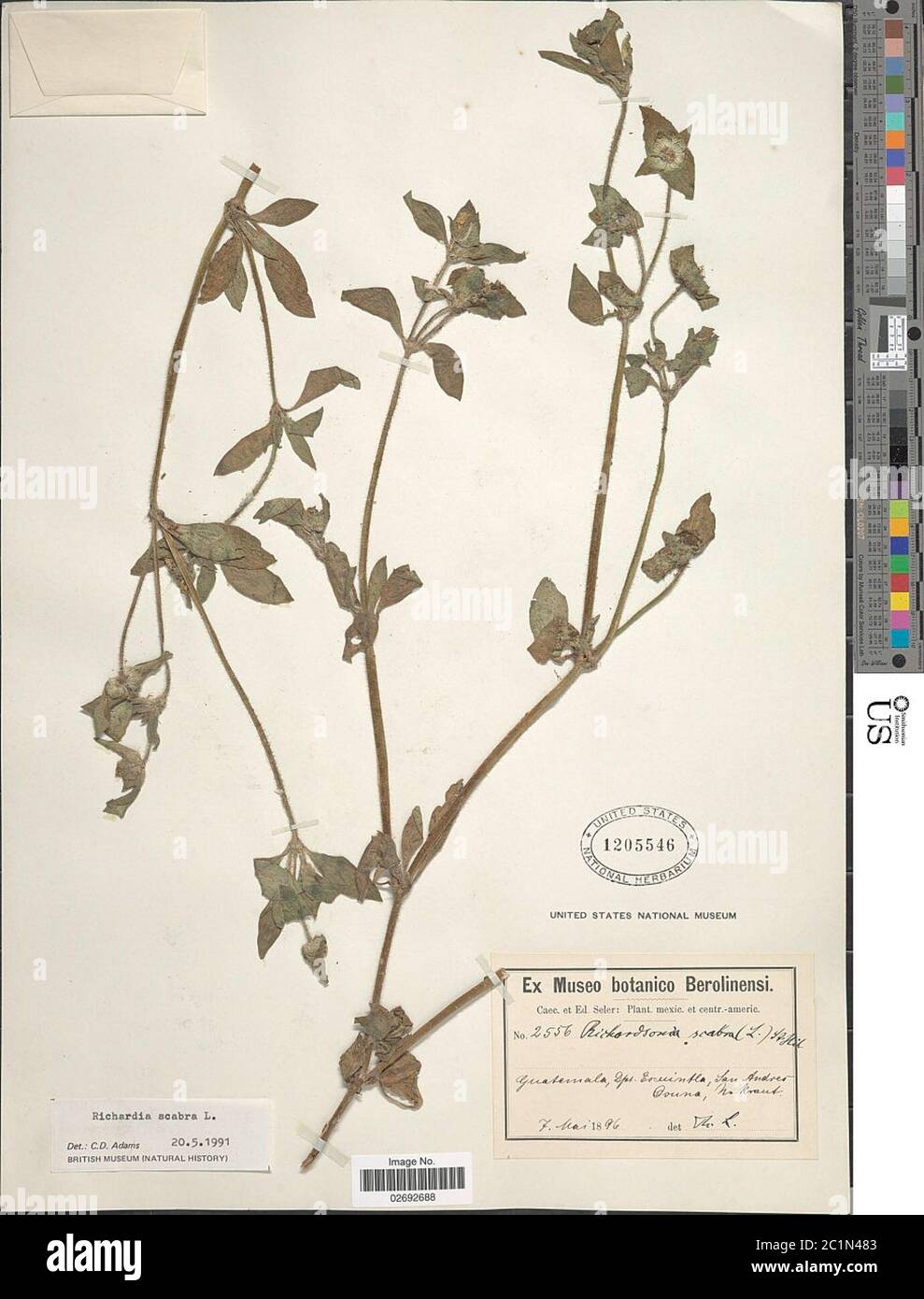 Richardia scabra hi-res stock photography and images - Alamy