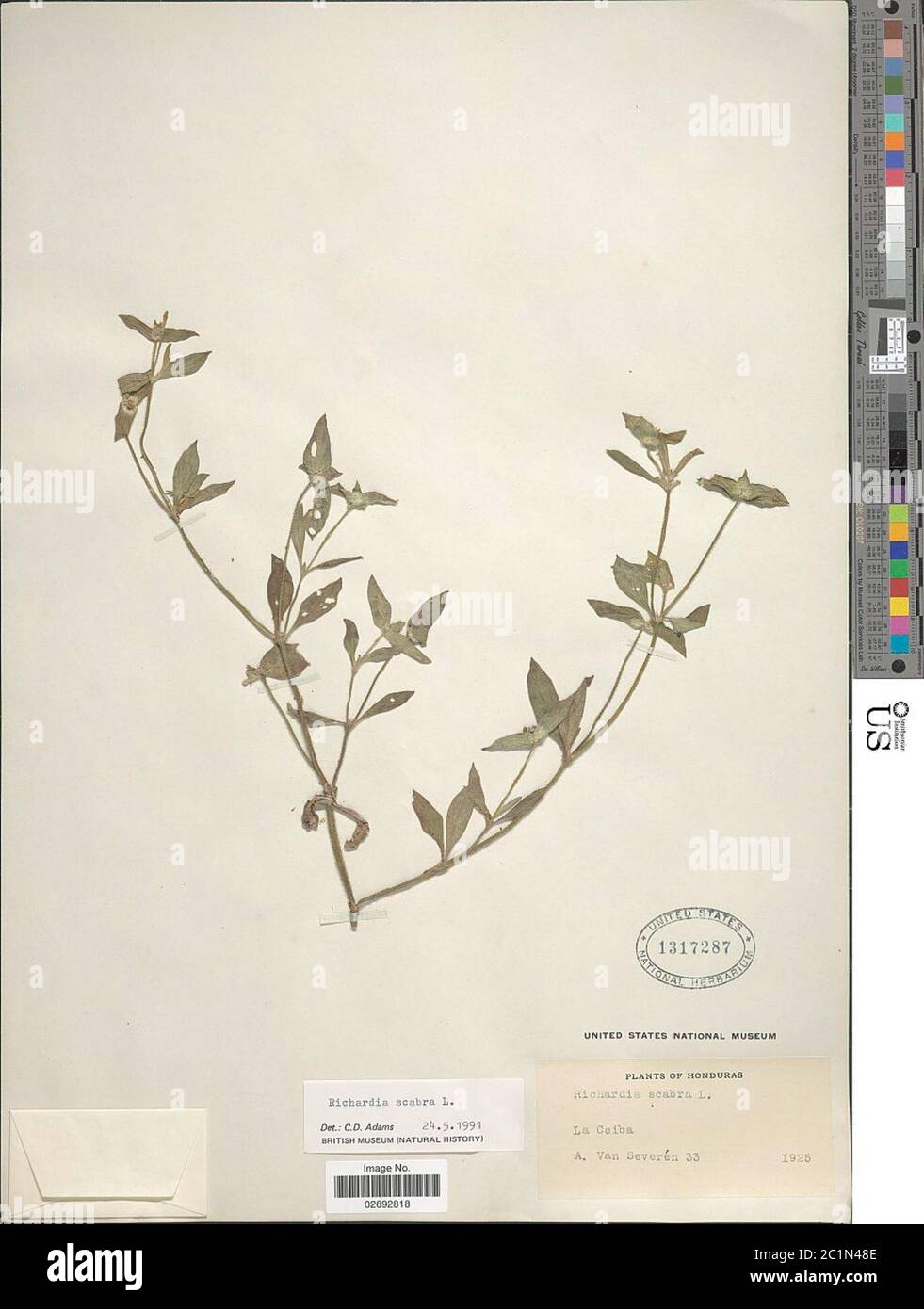 Richardia scabra hi-res stock photography and images - Alamy