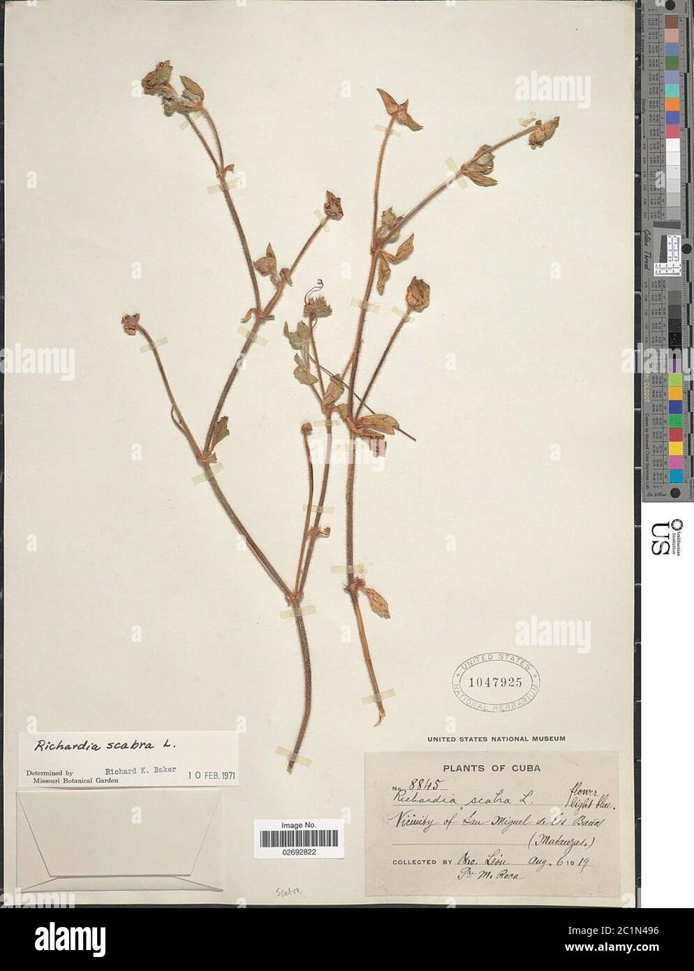 Richardia scabra hi-res stock photography and images - Alamy