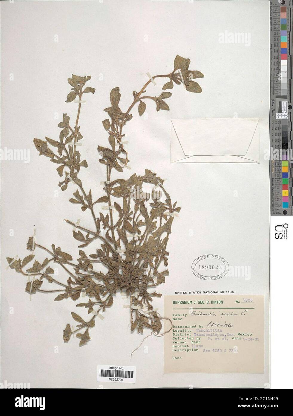 Richardia scabra hi-res stock photography and images - Alamy