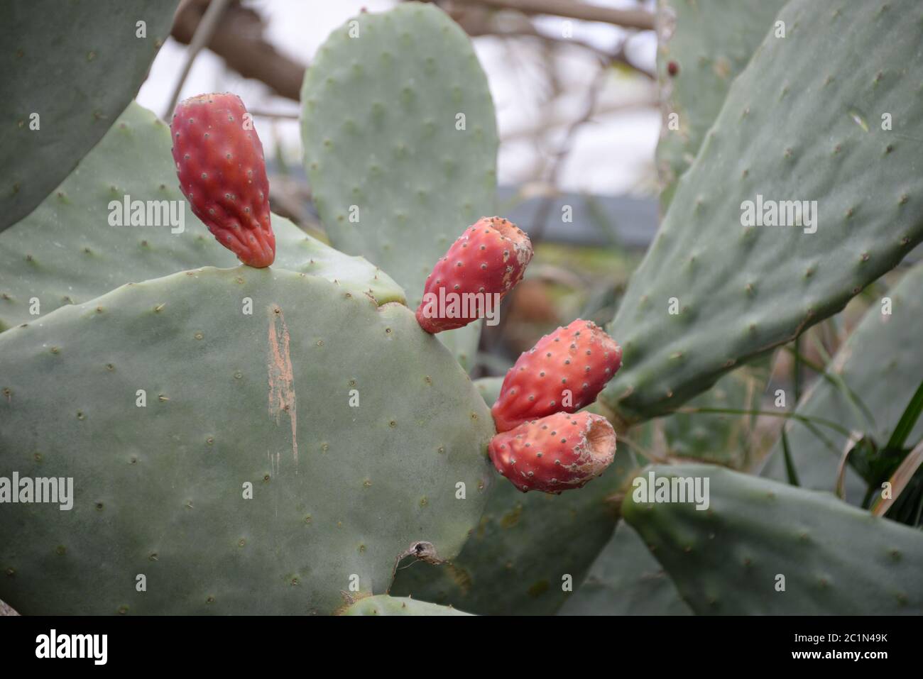 Prickly pear with fruits on the Balearic island Mallorca, Spain Stock Photo