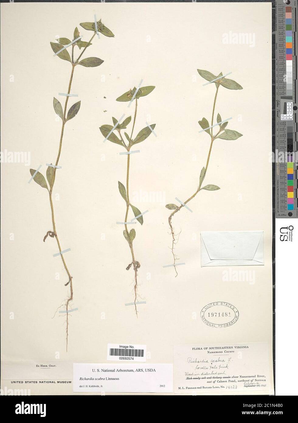 Richardia scabra hi-res stock photography and images - Alamy